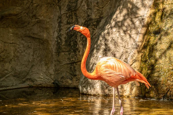 Closeup Shot Pink Flamingo Zoo — Stock Photo, Image