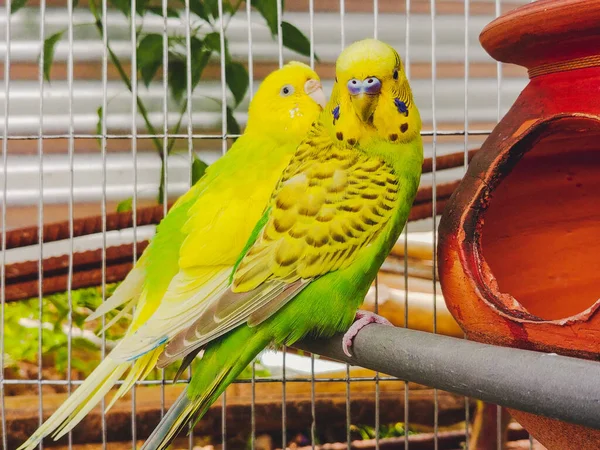 Dva Krásní Papoušci Budgerigarové Cele Slunci — Stock fotografie