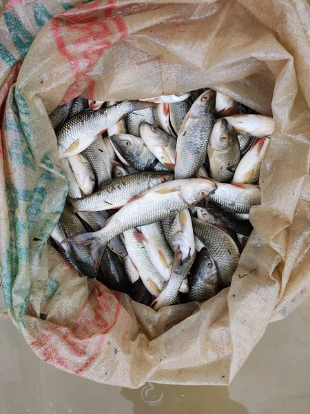 Tiro Ângulo Alto Peixes Recém Capturados Saco — Fotografia de Stock