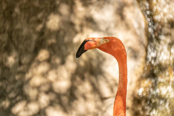 Close Flamingo Rosa Zoológico — Fotografia de Stock