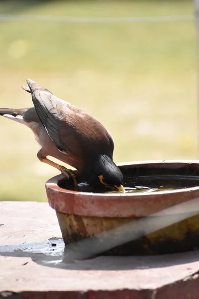 Vertical Shot Myna Drinking Water Pot Field Sunlight — Stock Photo, Image