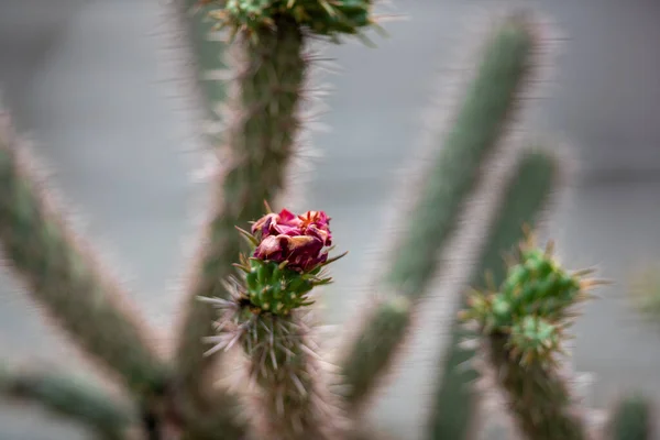 Primer Plano Una Flor Floreciendo Sobre Cactus Verde Sobre Fondo — Foto de Stock