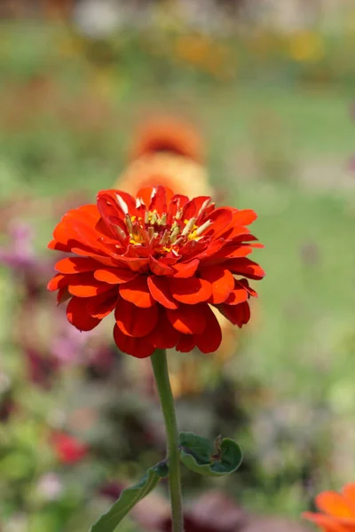 Крупним Планом Красива Червона Квітка Цинії Розмитому Фоні Саду — стокове фото