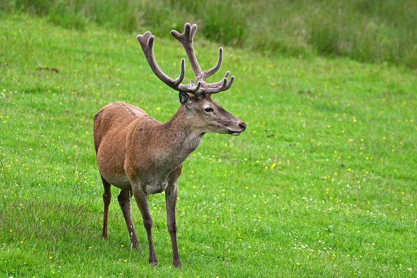 Een Close Shot Van Een Hert Zittend Een Groene Weide — Stockfoto