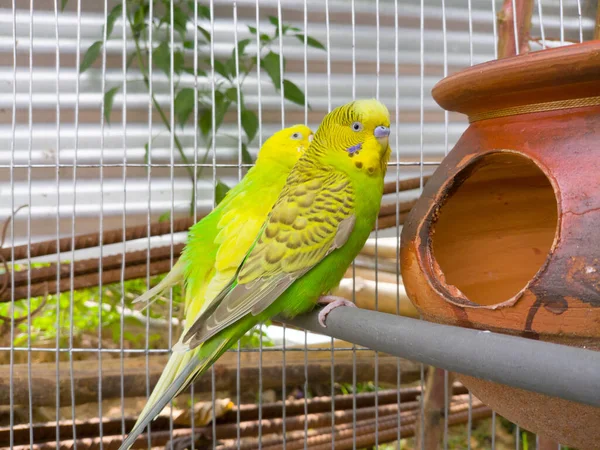 Een Selectieve Focus Van Een Paar Parkvogels Een Kooi — Stockfoto