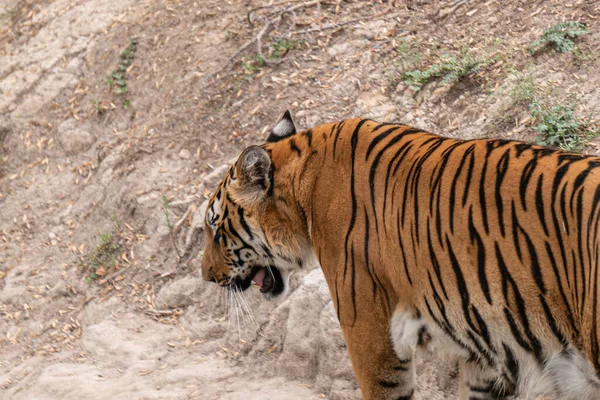 Närbild Tiger Ett Zoo — Stockfoto
