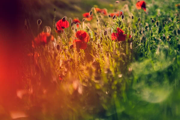 Eine Selektive Fokusaufnahme Schöner Mohnblumen Auf Einer Grasbewachsenen Wiese — Stockfoto