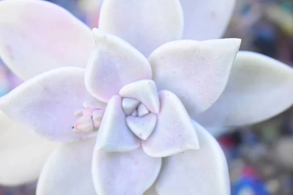 Una Vista Superior Planta Pétalo Cuero Blanco Crecimiento — Foto de Stock