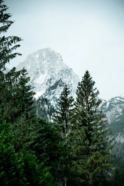 눈덮인 바위투성이 의산들 에둘러 나무들의 — 스톡 사진