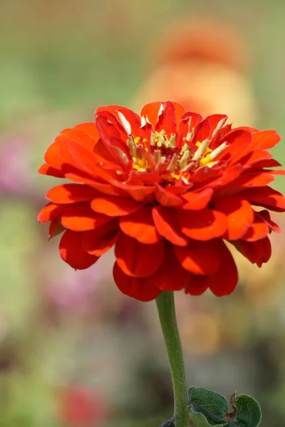 Een Closeup Van Prachtige Rode Zinnia Bloem Wazig Achtergrond Van — Stockfoto