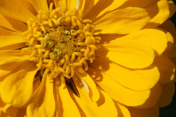Egy Gyönyörű Sárga Zinnia Virág Közelsége Egy Napsütéses Napon — Stock Fotó