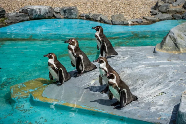 Группа Пингвинов Стоит Скале — стоковое фото
