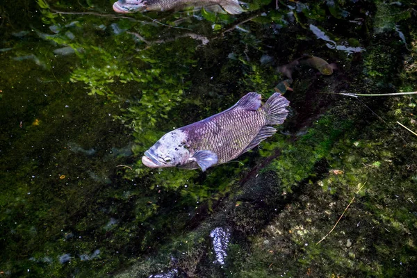 Peces Agua Con Boca Abierta Día Soleado —  Fotos de Stock