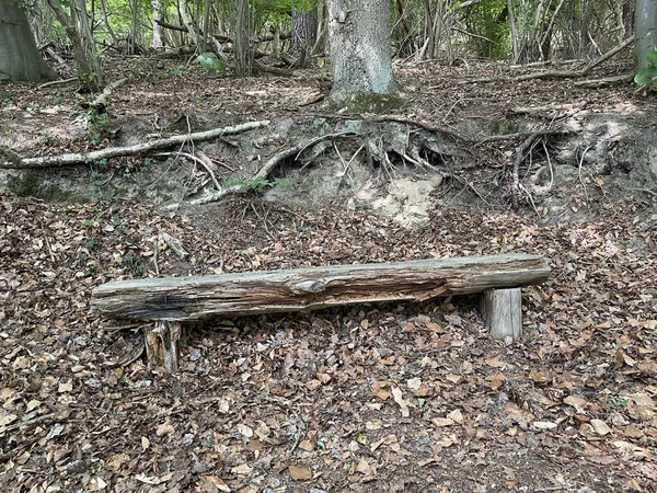 Drewniana Ławka Pośród Opadających Suchych Liści Pobliżu Starych Korzeni Drzew — Zdjęcie stockowe