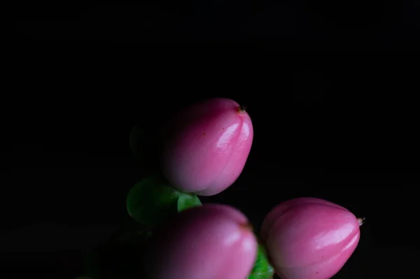 黒い孤立した背景に花芽のクローズアップショット — ストック写真