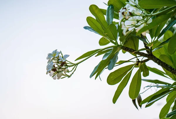 Eine Kleine Aufnahme Blühender Weißer Wildblumen — Stockfoto