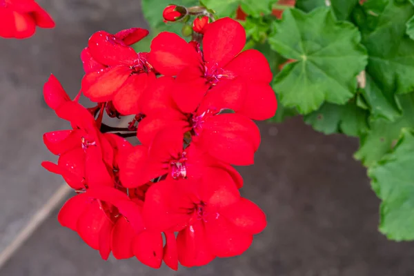 Detailní Záběr Červené Pelargonium Pelargonium Květiny Zahradě — Stock fotografie