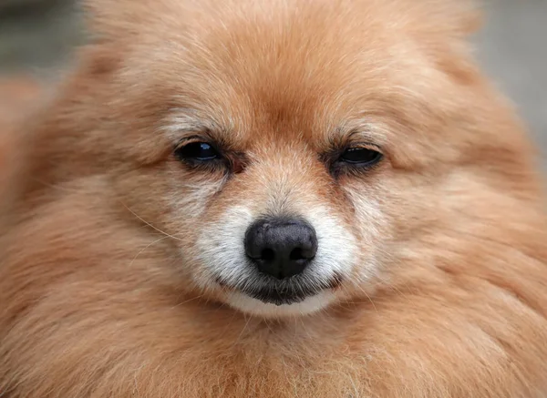 ポメラニアのかわいい犬の肖像画がカメラを激しく見て — ストック写真