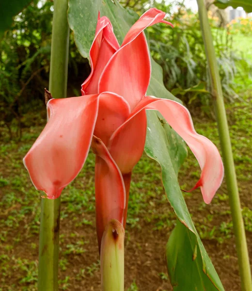 Closeup Shot Pink Calla Flower Garden — Stock Photo, Image