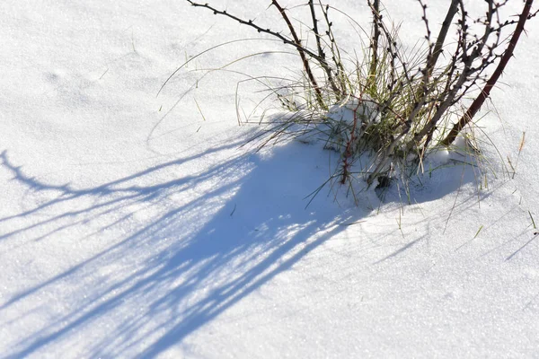 Ujęcie Zbliżeniowe Suchej Trawy Krzewów Pokrytych Śniegiem — Zdjęcie stockowe