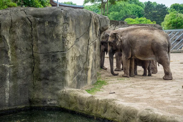 Skupina Slonů Zoo — Stock fotografie