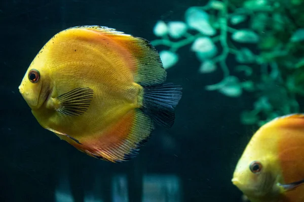 Een Close Shot Van Kleine Vissen Zwemmen Het Aquarium — Stockfoto