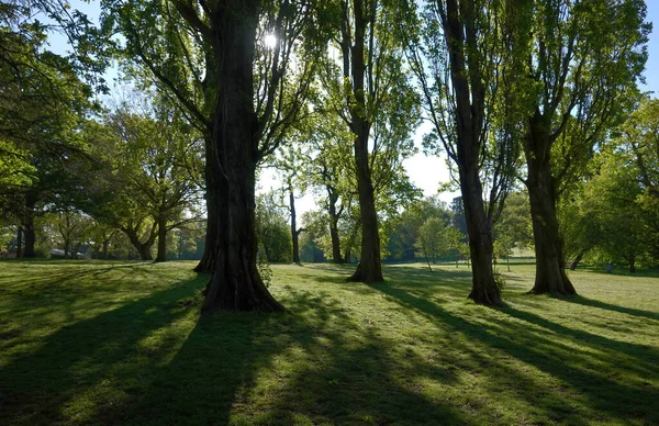 湖メドウズ公園 ビレリケイ 太陽の下で英国による背の高い木の静かな風景 — ストック写真