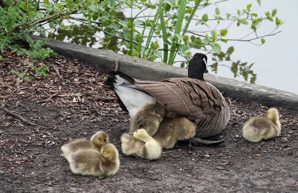 Una Graciosa Ganso Madre Con Goslings Bajo Ala Junto Lago — Foto de Stock