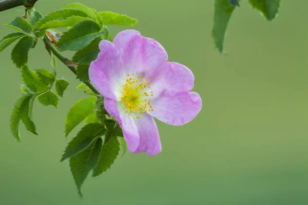 Selective Focus Shot Rosehip Purple Petals — Stock Photo, Image