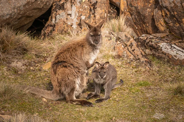 Una Hermosa Toma Wallaby Joey Parque Nacional Ben Lomond Tasmania —  Fotos de Stock