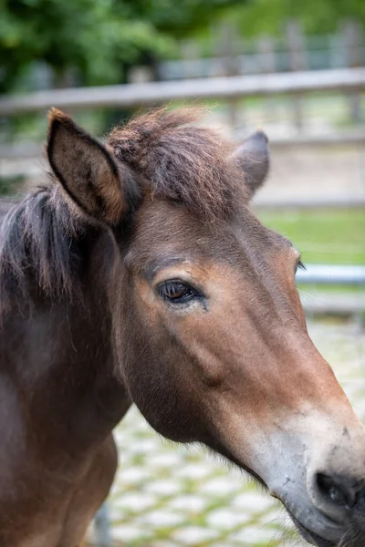 Parktaki Kahverengi Atın Yakın Plan Fotoğrafı — Stok fotoğraf