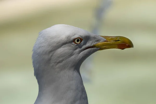 Close Grande Gaivota Preta Larus Larus Marinus Pássaro Fundo Borrado — Fotografia de Stock