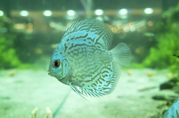 Güzel Bir Mavi Disk Balığı Akvaryumda Yüzüyor — Stok fotoğraf