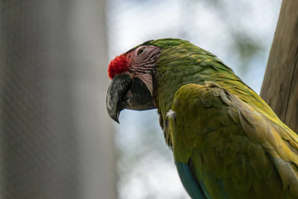 Uma Foto Close Macaw Bonito Zoológico — Fotografia de Stock
