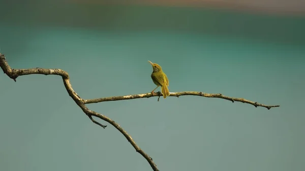 在树枝上栖息的鸟的选择性聚焦镜头 — 图库照片