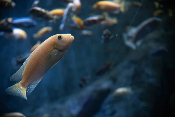 Egy Közeli Felvétel Egy Akváriumban Úszó Halról — Stock Fotó