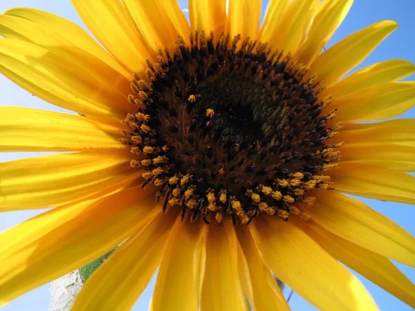 Gros Plan Une Tête Tournesol Croissance Avec Des Pétales Brillants — Photo