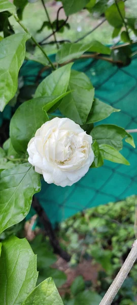 Közelkép Egy Gyönyörű Fehér Rózsáról Kertben — Stock Fotó