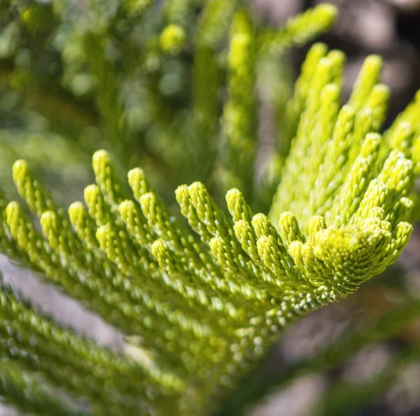 Tiro Seletivo Foco Heterophylla Araucaria — Fotografia de Stock