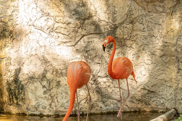 Closeup Shot Pink Flamingos Zoo — Stock Photo, Image