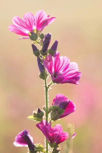 Vertikální Záběr Květin Malva Stonku Ideální Pro Pozadí — Stock fotografie