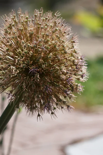 Primo Piano Cipolla Secca Allium Palla Fiore Sfondo Sfocato — Foto Stock