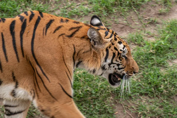 Gros Plan Tigre Dans Zoo — Photo