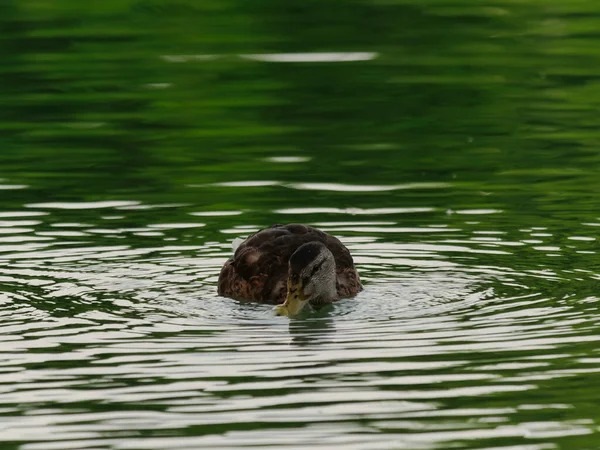 Een Close Shot Van Een Bruine Eend Zwemmen Een Vijver — Stockfoto