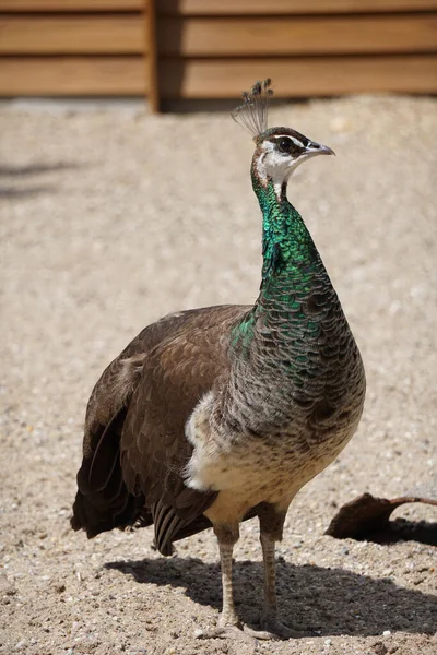 Närbild Påfågel — Stockfoto