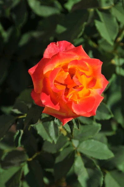 Colpo Verticale Una Bella Rosa Giardino — Foto Stock