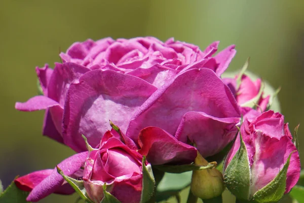 Piękne Ujęcie Delikatnego Różowego Krzewu Różanego Rozmytym Zielonym Tle — Zdjęcie stockowe