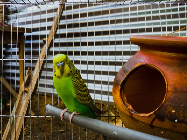 一只漂亮的巴吉格瑞格鹦鹉在牢房里 在白天看着动物园里的摄像机 — 图库照片