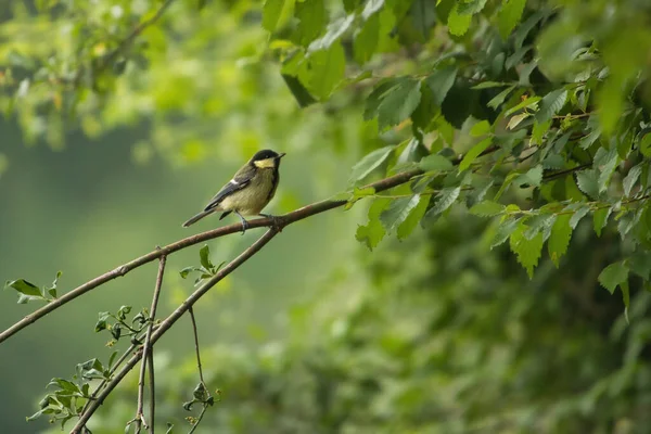 Selective Focus Shot Great Tit Perched Branch Green Leaves — Stok fotoğraf