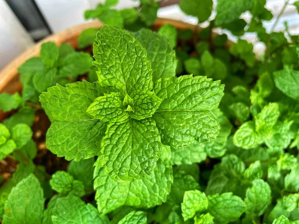 Sebuah Fokus Shot Selektif Dari Mint Pot — Stok Foto